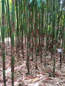 Multi Bamboo