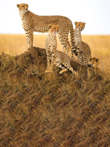 International Cheetah Day 2022