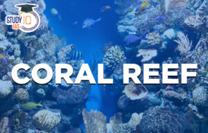 Coral Reef in India