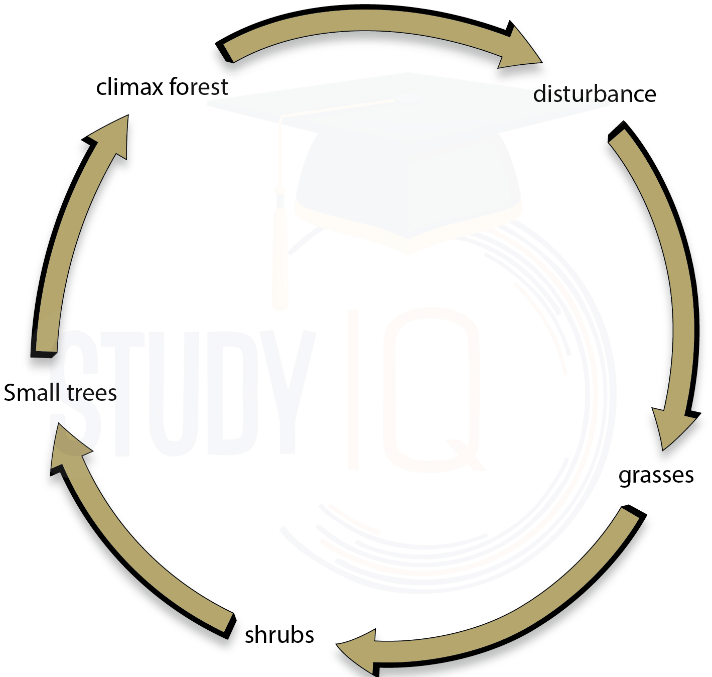 Ecological Succession in Ecosystem