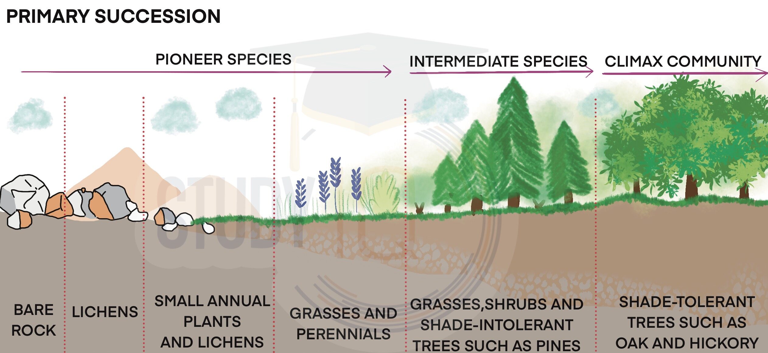 Primary Succession