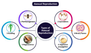Biology - Extra Study Material_14.1