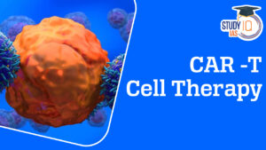 CAR -T Cell Therapy
