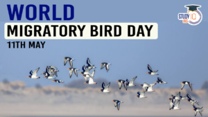 World Migratory Bird Day