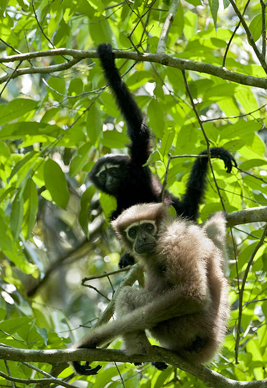 Canopy Bridges for Gibbons and Hoollongapar Gibbon Wildlife Sanctuary_5.1
