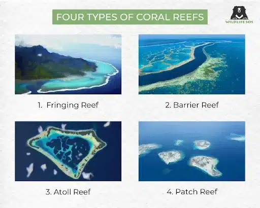 Types of Coral Reefs
