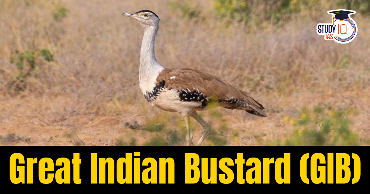 Great Indian Bustard (GIB)