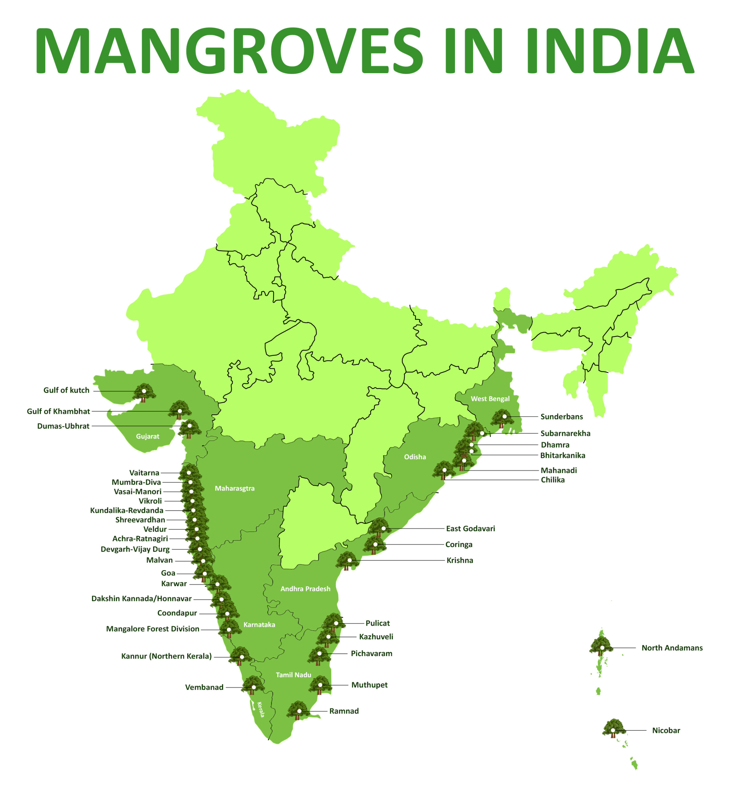 Mangrove Forest in India 