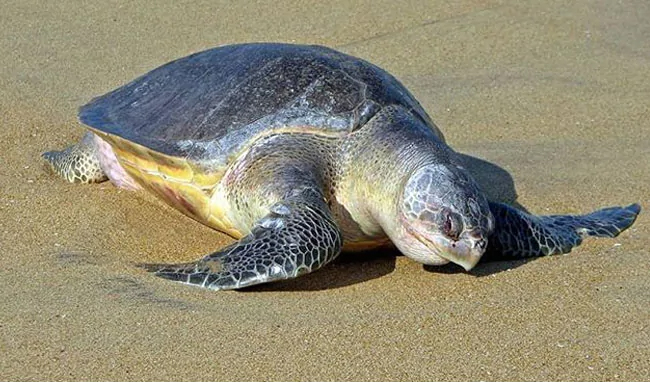 Olive Ridley Turtle