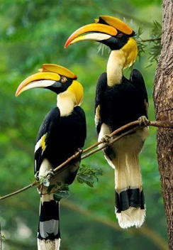 Hornbill Festival 2024, Celebrating 25 Years of Naga Culture and Heritage_4.1