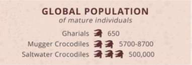 gharial population