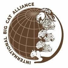 International Big Cat Alliance (IBCA)