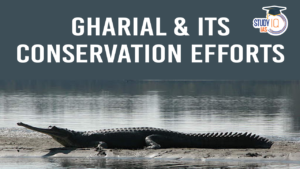 Gharial and its Conservation Efforts