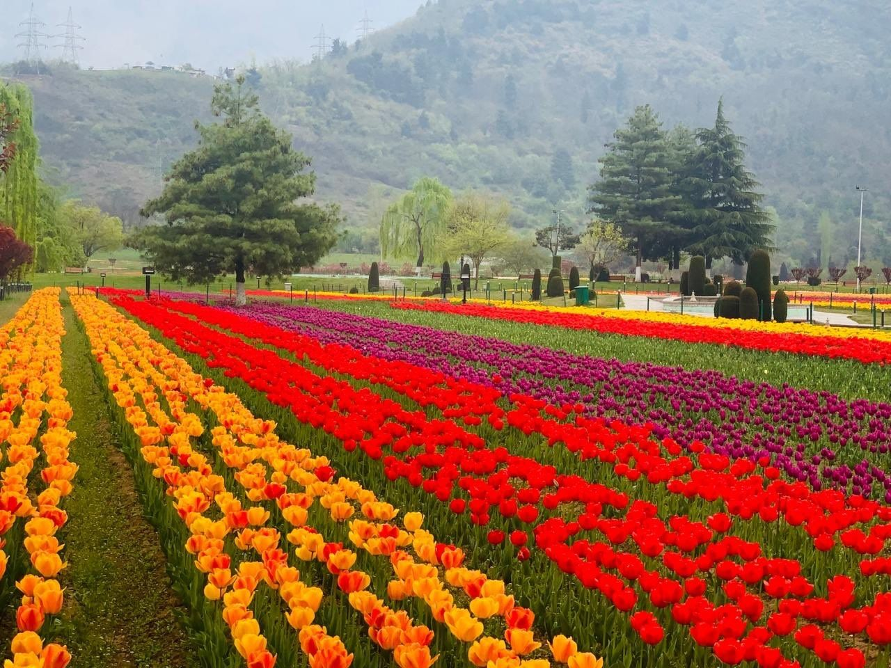 Asia’s Largest Tulip Garden