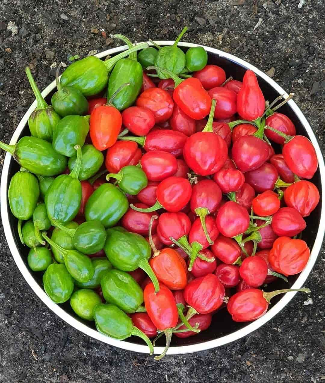 Dalle Chilly - Sikkim