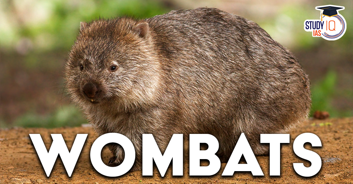 Wombats