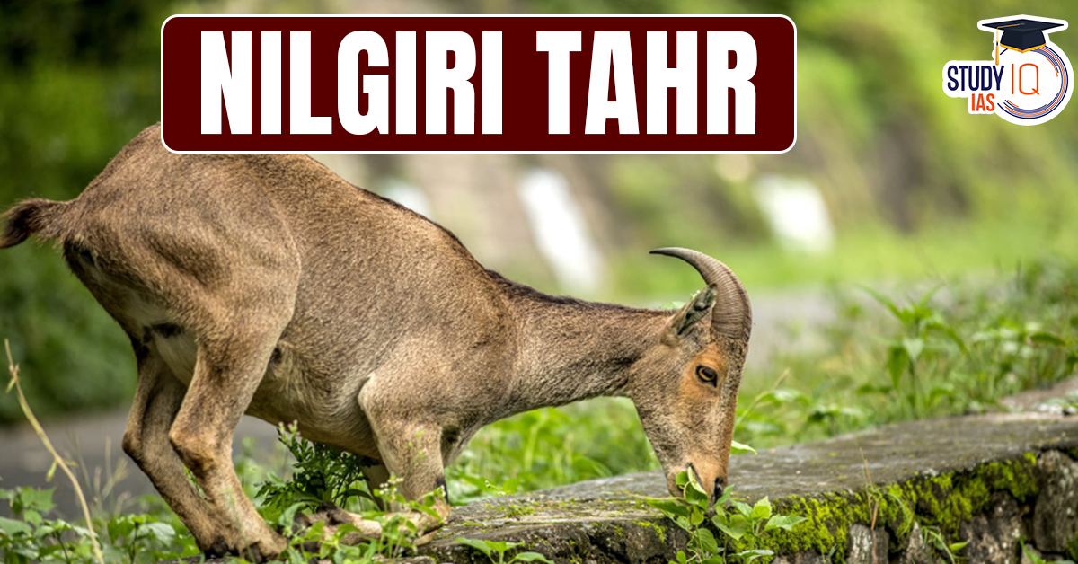 Nilgiri Tahr
