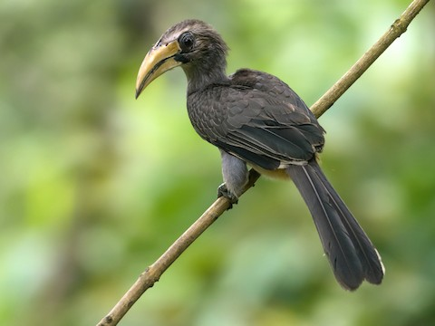 Malabar Grey Hornbill