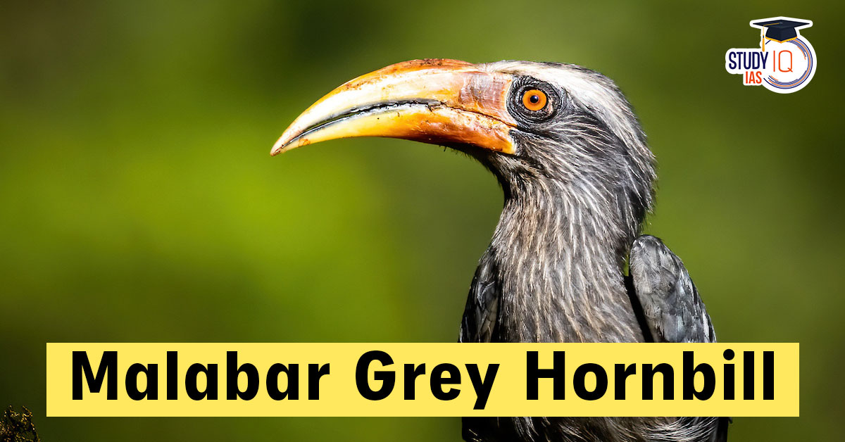 Malabar Grey Hornbill