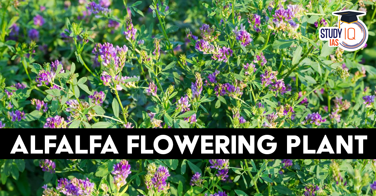 Alfalfa Flowering Plant