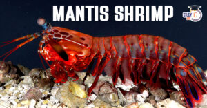 Mantis Shrimp