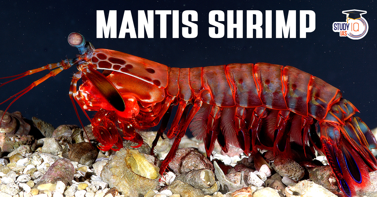 Mantis Shrimp
