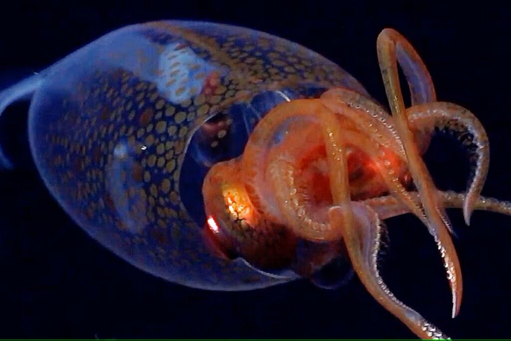 Colossal Squid