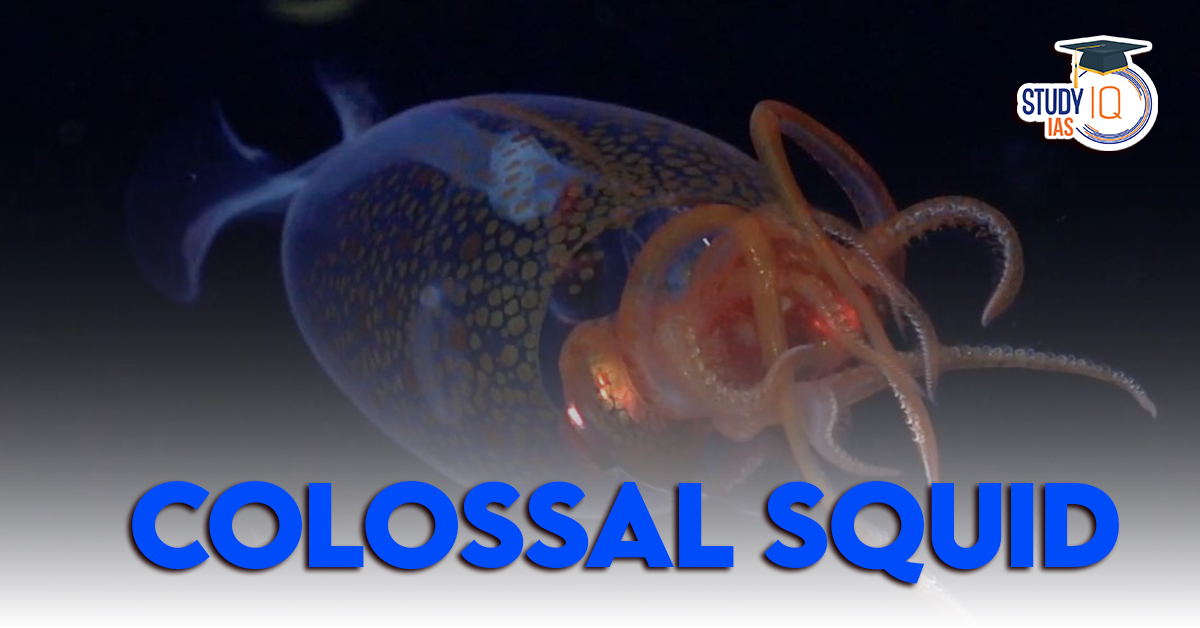 Colossal Squid
