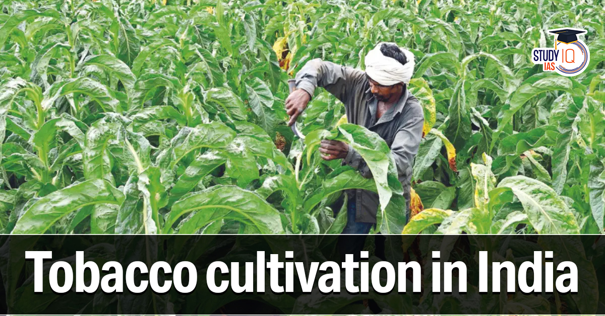 Tobacco Cultivation in India