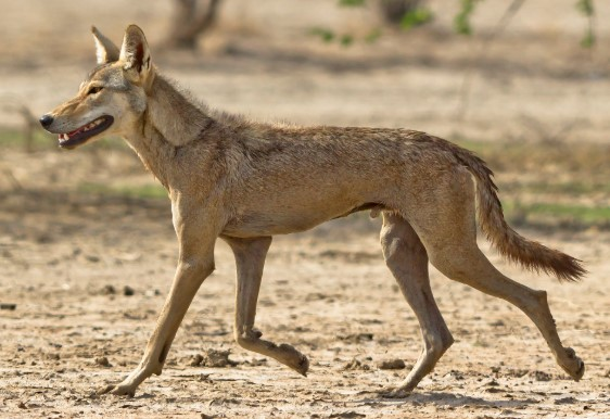 Mahuadanr Wolf Sanctuary