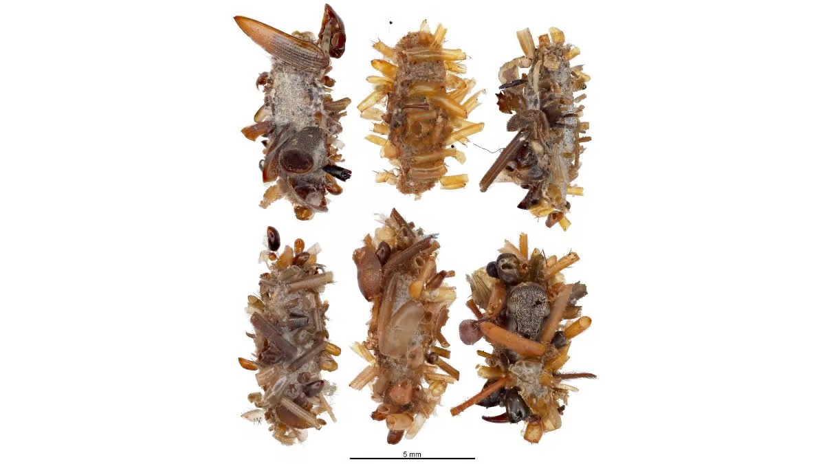 Bone Collector Caterpillar