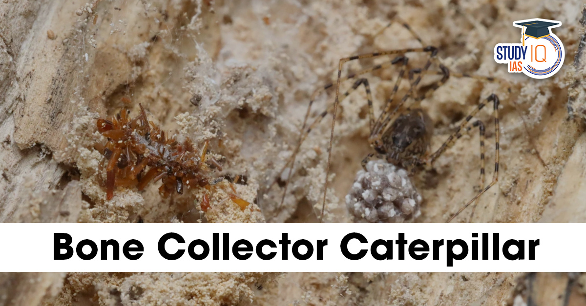 Bone Collector Caterpillar