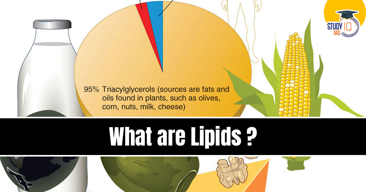 What are Lipids?