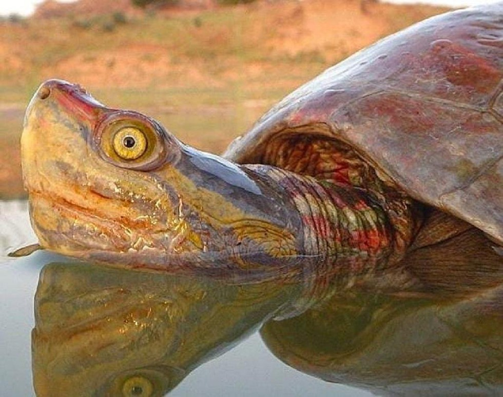 Red-crowned roofed turtles