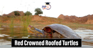 Red-crowned roofed turtles