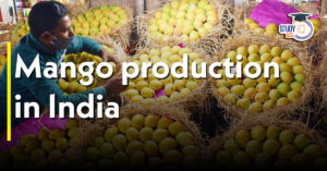 Mango Production in India