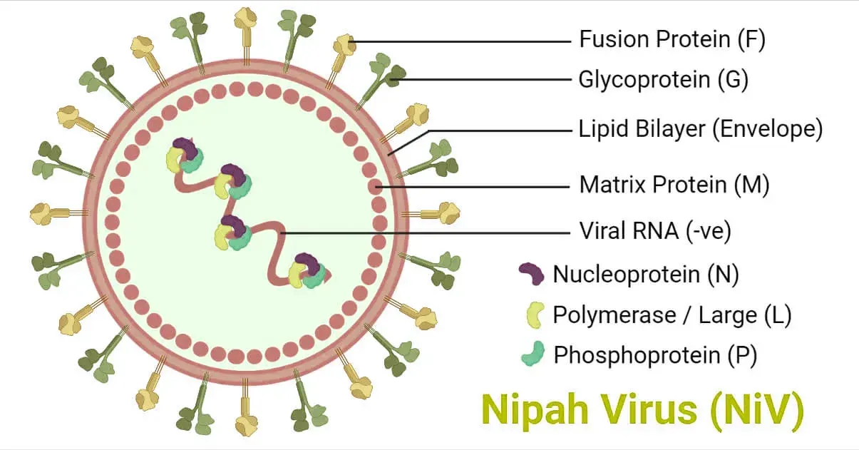 Structure of the Nipah Virus
