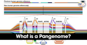 What is a Pangenome?