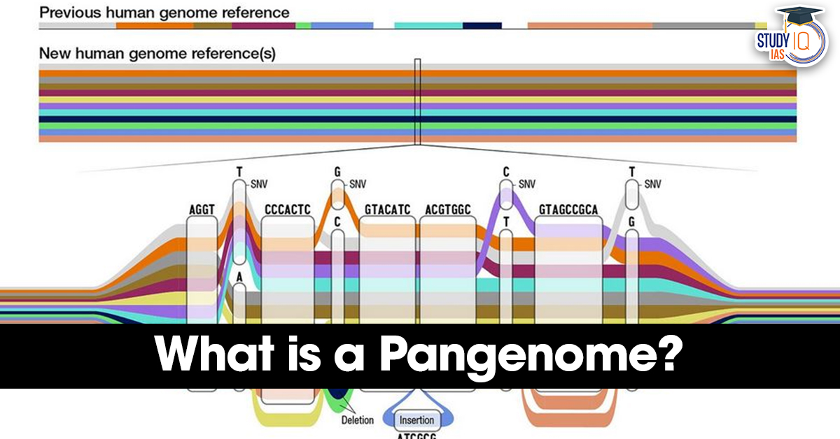 What is a Pangenome?