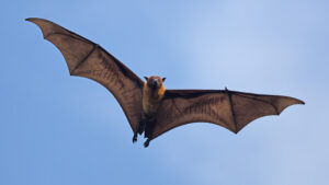 Indian Flying Fox