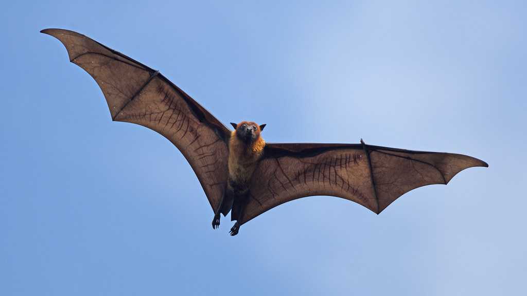 Indian Flying Fox