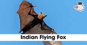 Indian Flying Fox: Key Facts, Ecological Importance, and Conservation