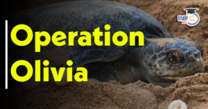 Operation Olivia