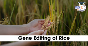 gene editing of rice