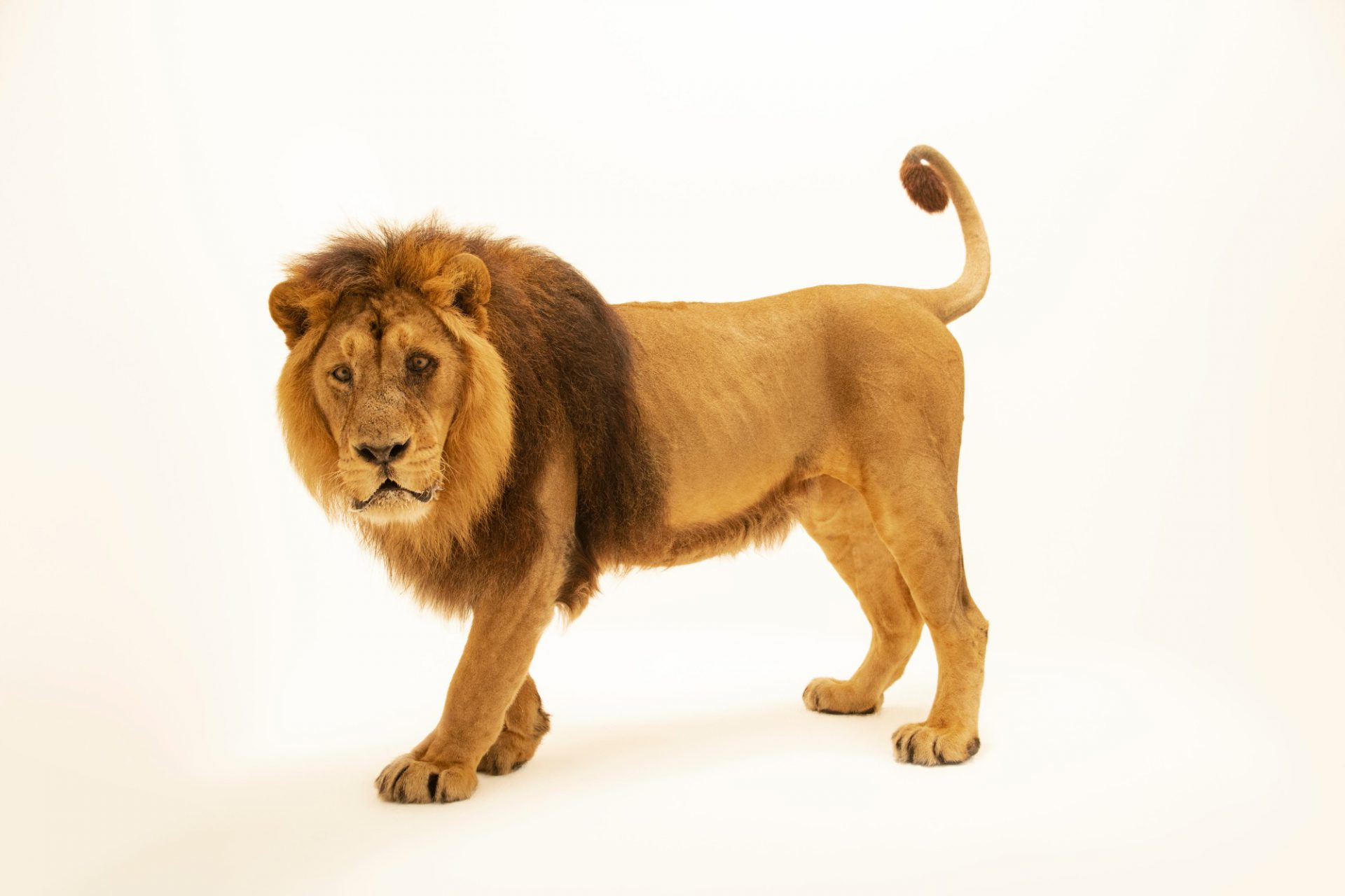 lion