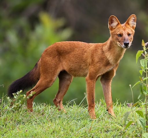 Asiatic Wild Dogs (Dhole)