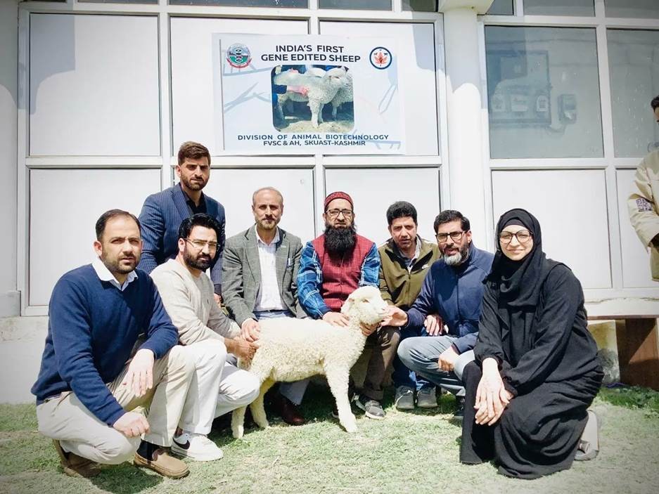 Indian First Gene Edited SHEEP