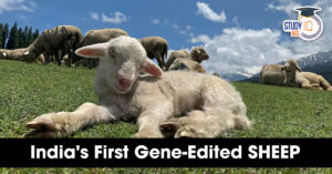 Indian First Gene Edited SHEEP