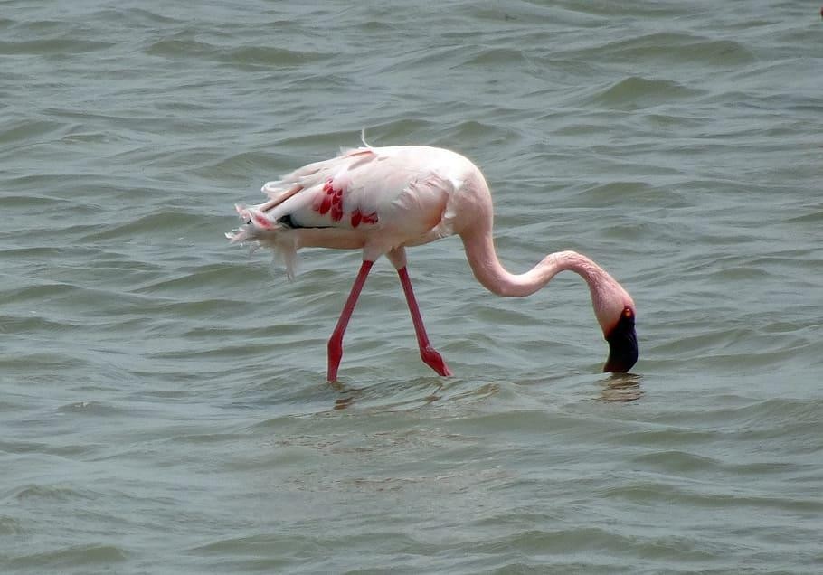 Lesser Flamingo