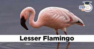 Lesser Flamingo